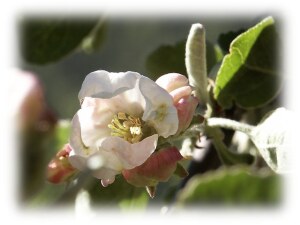 Epleblomst i full blomst